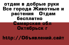 отдам в добрые руки - Все города Животные и растения » Отдам бесплатно   . Самарская обл.,Октябрьск г.